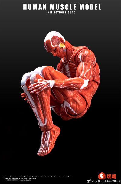 《Human Muscle Model》1:12超可动人偶 红色