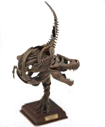 自然科技色彩 古生物