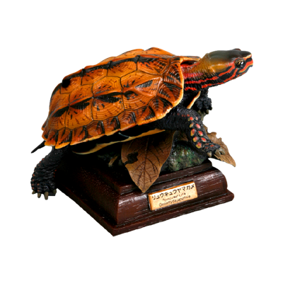 NTC 日本海龟 特装版