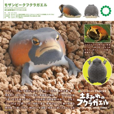 自然多彩 FLOCKY 浑身泥土的鼓腹蛙