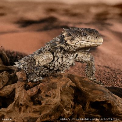 终极生物大图鉴 巨型环尾蜥