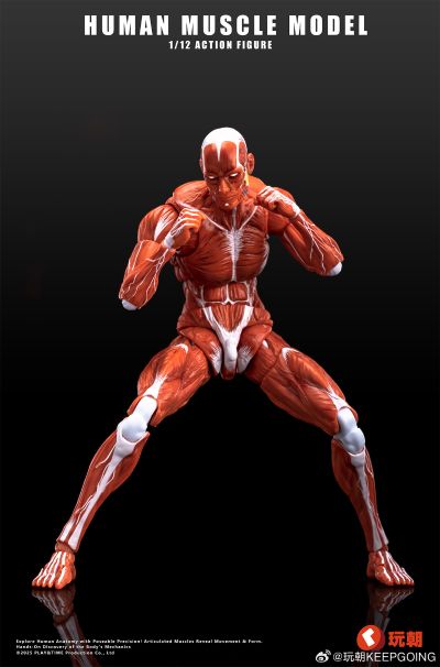 《Human Muscle Model》1:12超可动人偶 红色