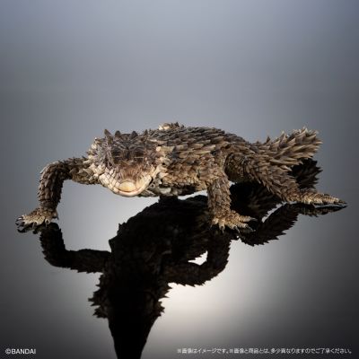 终极生物大图鉴 巨型环尾蜥