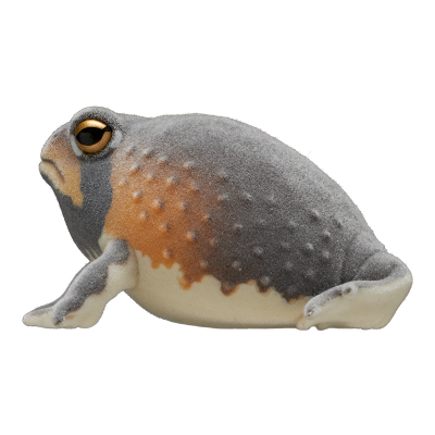 自然多彩 FLOCKY 浑身泥土的鼓腹蛙