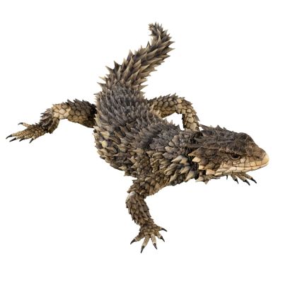 终极生物大图鉴 巨型环尾蜥