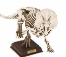 自然科技色彩 古生物