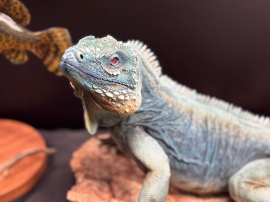 白色兔女郎姐姐