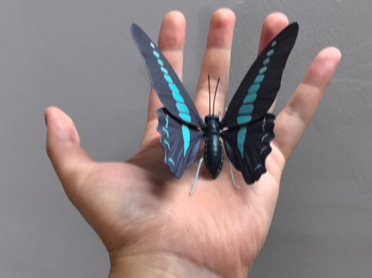 进化生物大图鉴 燕尾蝶 展示架套装