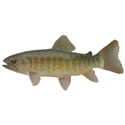 NTC 日本清流 特别版