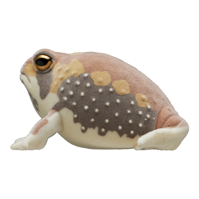 自然多彩 FLOCKY 浑身泥土的鼓腹蛙