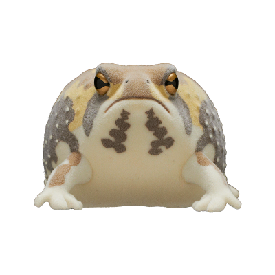 自然多彩 FLOCKY 浑身泥土的鼓腹蛙