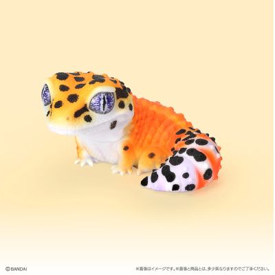 生物大图鉴 软胶收藏系列 豹纹守宫与睫角守宫