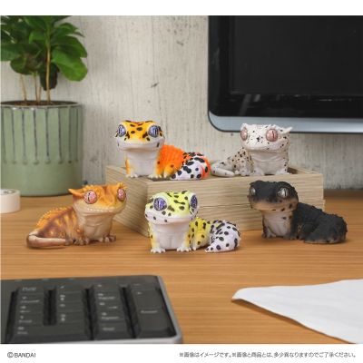 生物大图鉴 软胶收藏系列 豹纹守宫与睫角守宫