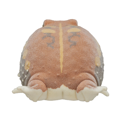 自然多彩 FLOCKY 浑身泥土的鼓腹蛙