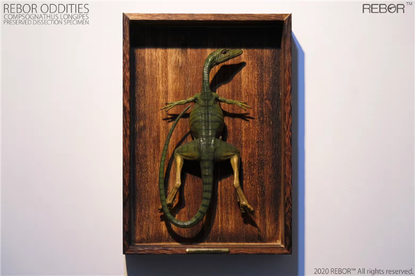 奇异系列 秀颚龙