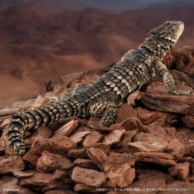 终极生物大图鉴 巨型环尾蜥