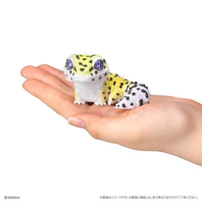 生物大图鉴 软胶收藏系列 豹纹守宫与睫角守宫