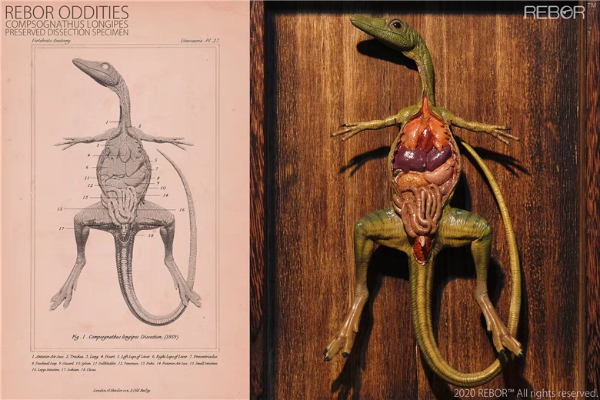 奇异系列 秀颚龙