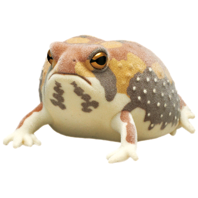 自然多彩 FLOCKY 浑身泥土的鼓腹蛙