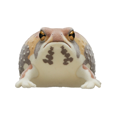 自然多彩 FLOCKY 浑身泥土的鼓腹蛙