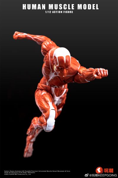 《Human Muscle Model》1:12超可动人偶 红色