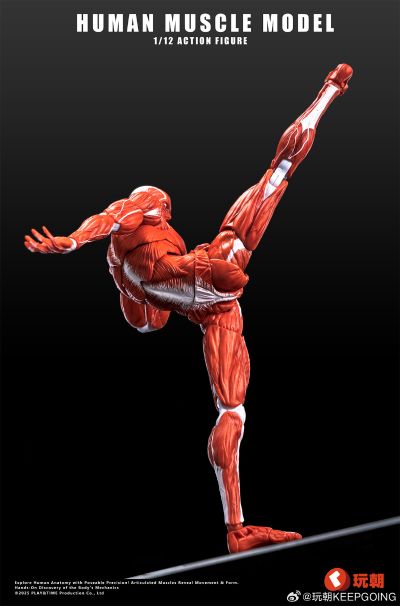 《Human Muscle Model》1:12超可动人偶 红色