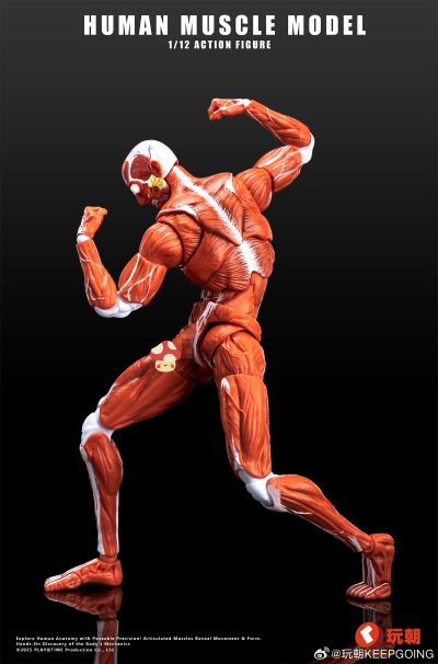 《Human Muscle Model》1:12超可动人偶 红色