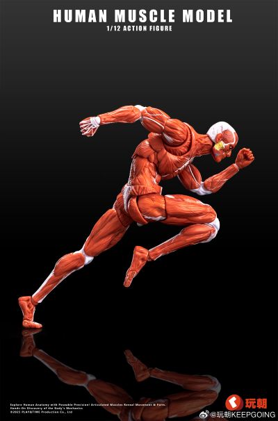 《Human Muscle Model》1:12超可动人偶 红色