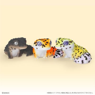 生物大图鉴 软胶收藏系列 豹纹守宫与睫角守宫