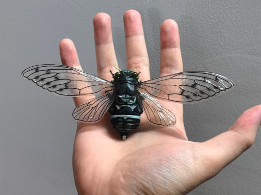 进化生物大图鉴 蝉01 展示架套装