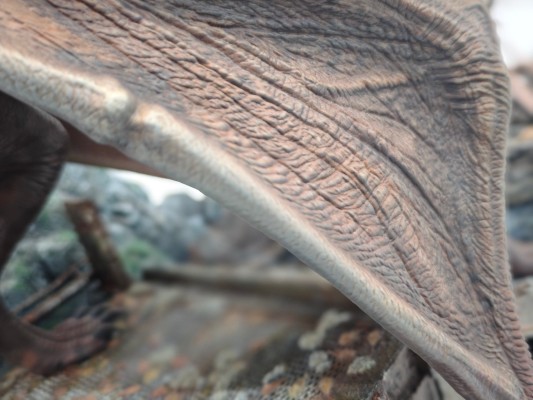 侏罗纪公园III 翼龙