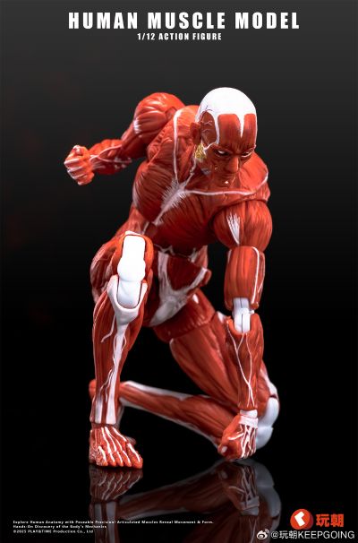 《Human Muscle Model》1:12超可动人偶 红色