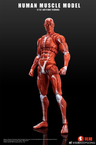 《Human Muscle Model》1:12超可动人偶 红色