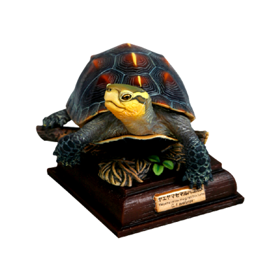 NTC 日本海龟 特装版