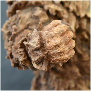 东宝30cm系列《科学怪人山达vs盖拉》山达涂装完成品