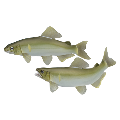 NTC 日本清流 特别版