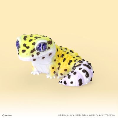 生物大图鉴 软胶收藏系列 豹纹守宫与睫角守宫