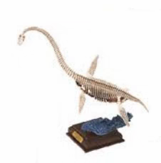 自然科技色彩 古生物