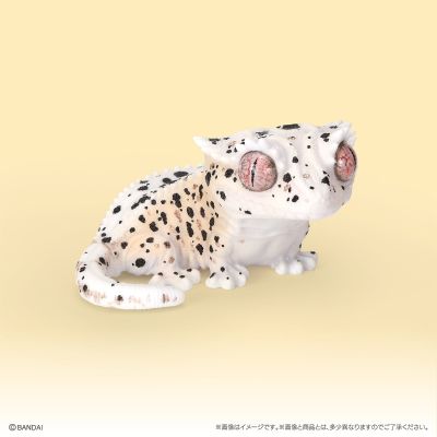 生物大图鉴 软胶收藏系列 豹纹守宫与睫角守宫