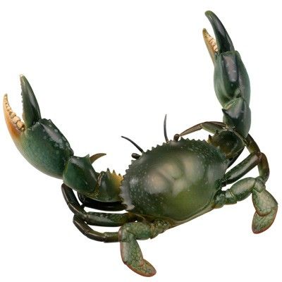 水上精灵#1-006 锯缘青蟹