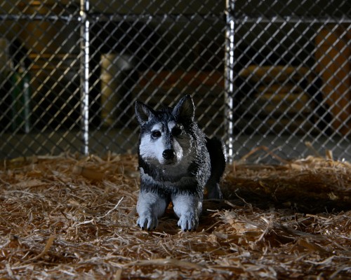 怪形-7英寸比例可动人偶——豪华终极狗形怪物——怪形狗（怪形犬）