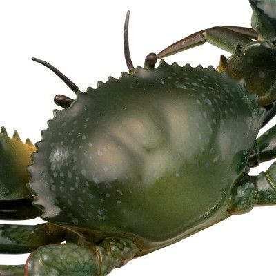 水上精灵#1-006 锯缘青蟹