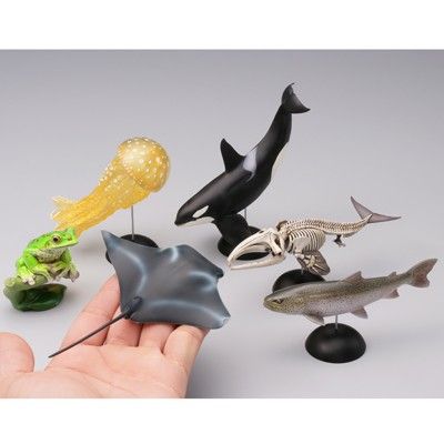 水上精灵 #2-005 露脊鲸（骨骼）