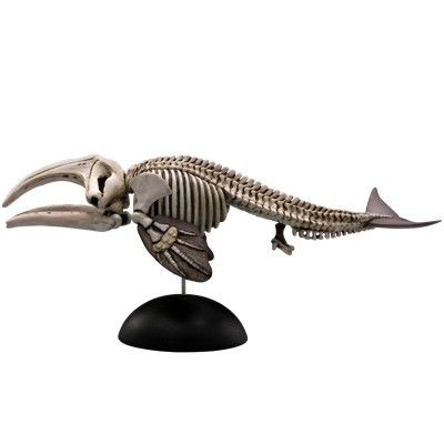 水上精灵 #2-005 露脊鲸（骨骼）