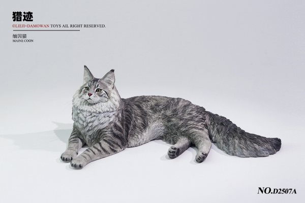 银虎缅因猫