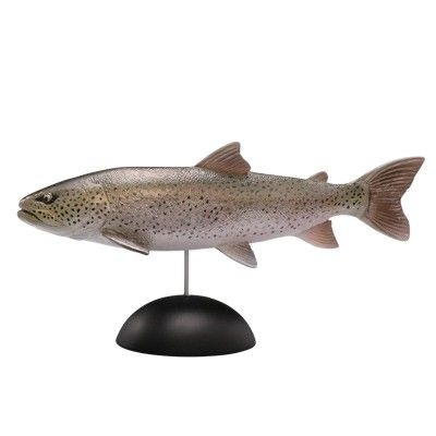 水上精灵 #2-006 远东哲罗鲑鱼