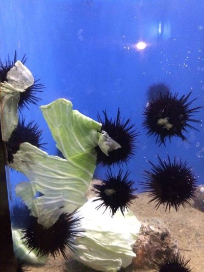 爱与演唱会！ KURIPAN 毛绒玩偶 高坂穗乃果/南小鸟/园田海未