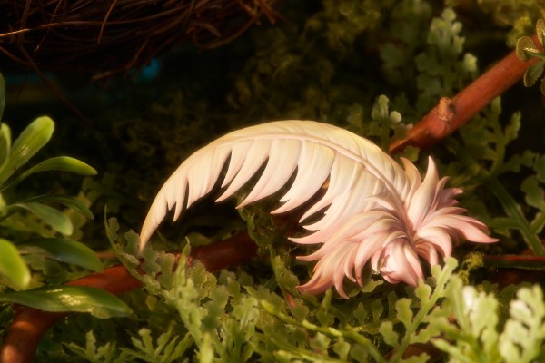 迷宫饭 法琳龙宝宝