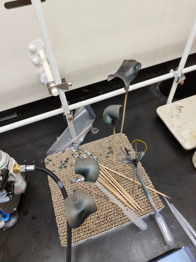 崩坏3rd 布洛妮娅OL