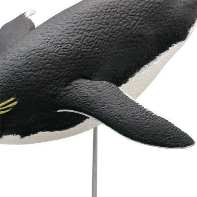 水上精灵#1-004 跳岩企鹅